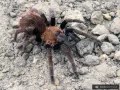 Sericopelma sp. Boquete samica – sklep terrarystyczny