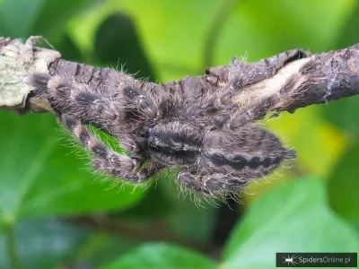 Poecilotheria vittata L2 (2cm)
