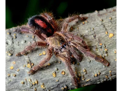 Avicularia sooretama – ptasznik dla hodowcy