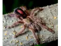 Avicularia sooretama – ptasznik dla hodowcy