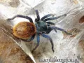 Chromatopelma cyaneopubescens samiec – popularny ptasznik