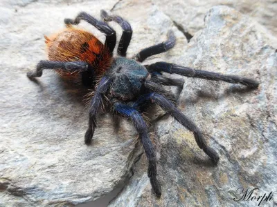 Chromatopelma cyaneopubescens samiec – popularny ptasznik