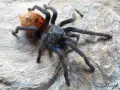 Chromatopelma cyaneopubescens samiec – popularny ptasznik