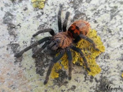 Chromatopelma cyaneopubescens samiec – popularny ptasznik