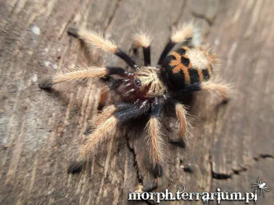 Chromatopelma cyaneopubescens samiec – popularny ptasznik