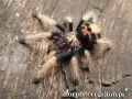 Chromatopelma cyaneopubescens samiec – popularny ptasznik