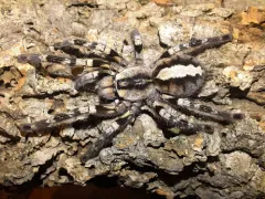 Poecilotheria regalis samica – szybki ptasznik 2