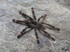 Poecilotheria ornata – egzotyczny ptasznik 2
