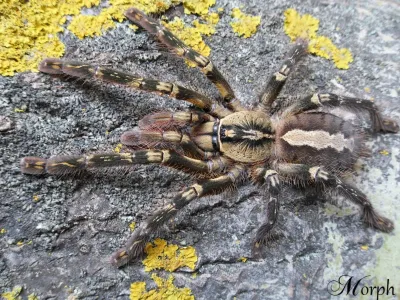 Poecilotheria ornata – egzotyczny ptasznik