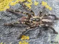 Poecilotheria ornata – egzotyczny ptasznik
