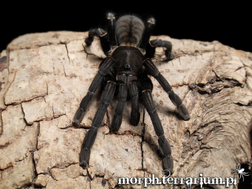 Cyriopagopus sp. big black L3 (1,5cm)