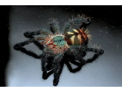 Pachistopelma bromelicola – SpidersOnline