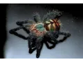 Pachistopelma bromelicola – SpidersOnline