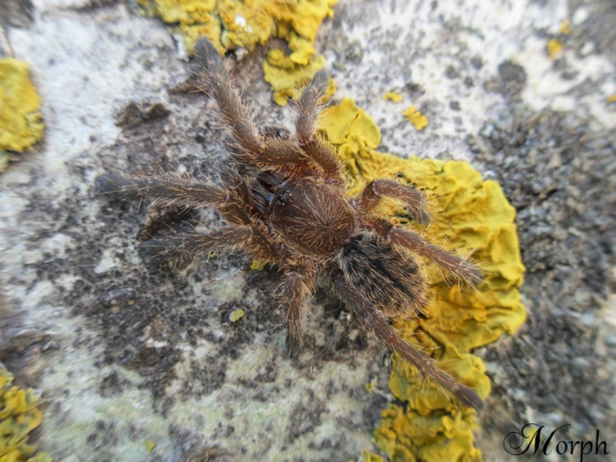 Cyriopagopus sp. big black L3 (1,5cm)