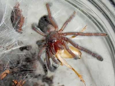 Lampropelma nigerrimum – pająki hodowlane