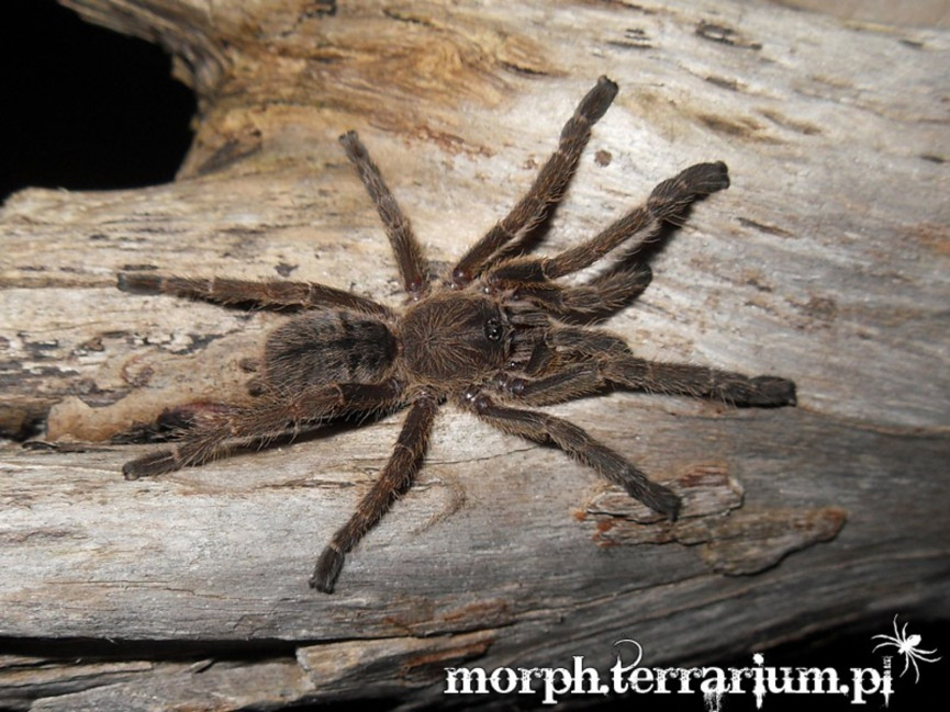 Cyriopagopus sp. big black L3 (1,5cm)