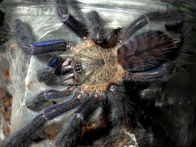 Lampropelma nigerrimum – pająki hodowlane
