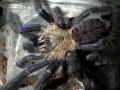 Lampropelma nigerrimum – pająki hodowlane