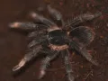 Megaphobema mesomelas – pająk ptasznik w sklepie