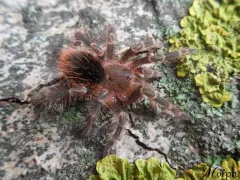 Grammostola pulchripes samica – spokojny ptasznik 2