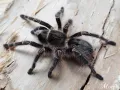 Grammostola pulchripes - ptasznik ze złotymi kolankami