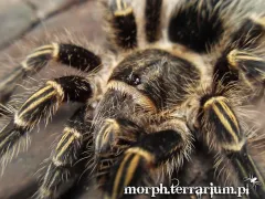 Grammostola pulchripes samica – spokojny ptasznik