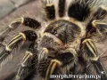 Grammostola pulchripes - ptasznik ze złotymi kolankami