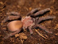 Orphnaecus sp. Cebu small – egzotyczny ptasznik