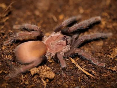 Orphnaecus sp. Cebu small – egzotyczny ptasznik