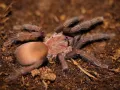 Orphnaecus sp. Cebu small – egzotyczny ptasznik