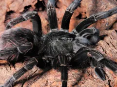 Pamphobeteus spec. Esmeraldas L3 (4cm) 2
