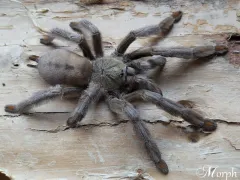 Psalmopoeus cambridgei samiec – dla pasjonata