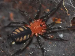 Diplura sanguinea pakiet – pająk do terrarium