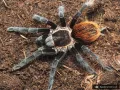 Tliltocatl vagans samiec – SpidersOnline