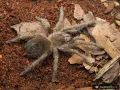Lasiodora parahybana ♂ 3DC (6cm)