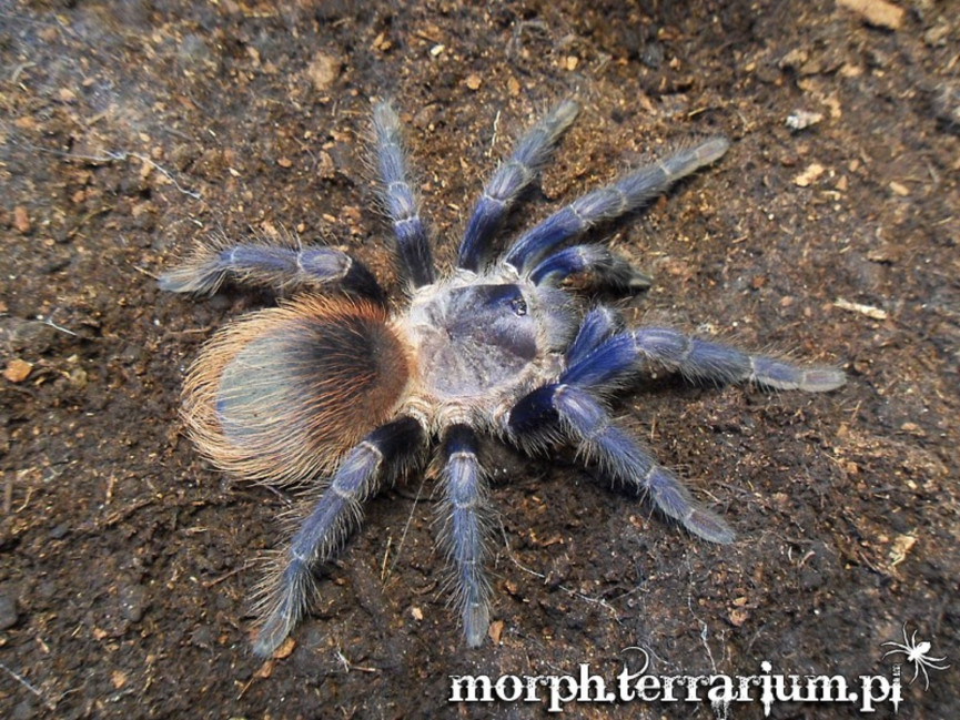 Pterinopelma sazimai L2/3 (1cm) x10