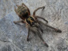 Neoholothele incei samiec – SpidersOnline 2