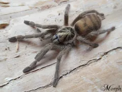 Neoholothele incei samiec – SpidersOnline