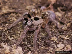 Ceratogyrus brachycephalus WF L2 (1cm)