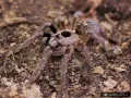 Ceratogyrus brachycephalus WF L2 (1cm)
