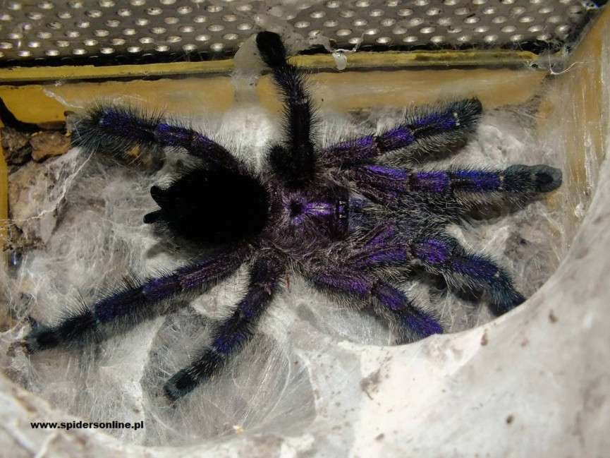 Avicularia purpurea L4/5 (2cm)