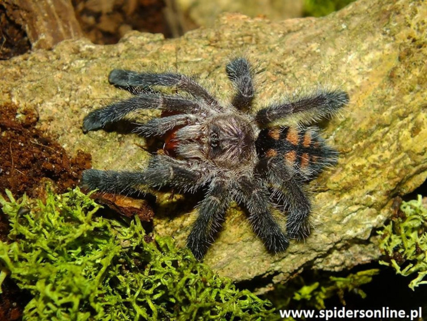 Avicularia sp. Ecuador L6/7