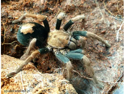 Cyriocosmus giganteus L2 (1cm)