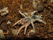 Neostenotarsus sp. French Guyana L3 (1cm)