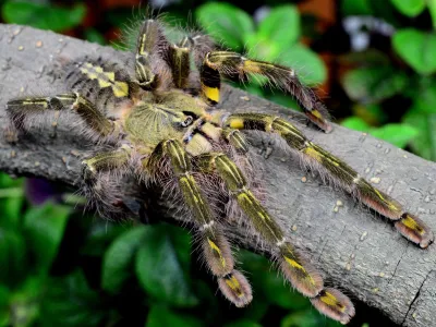 Poecilotheria rufilata pakiet – dla pasjonata