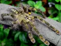 Poecilotheria rufilata pakiet – dla pasjonata