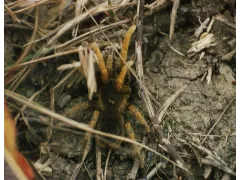 Pseudhapalopus spinopalpus L2 (1cm)
