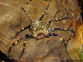 Heteropoda lunula L5/6 (3cm)