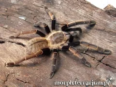 Ornithoctonus aureotibialis samica – oferta ptaszników 2