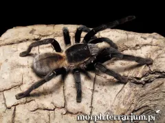 Ornithoctonus aureotibialis samica – oferta ptaszników